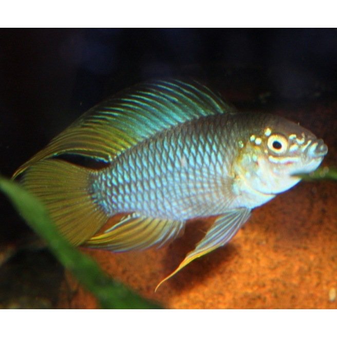 Apistogramma Borelli