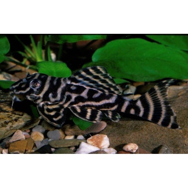 L270 Hypancistrus Chocolate zebra