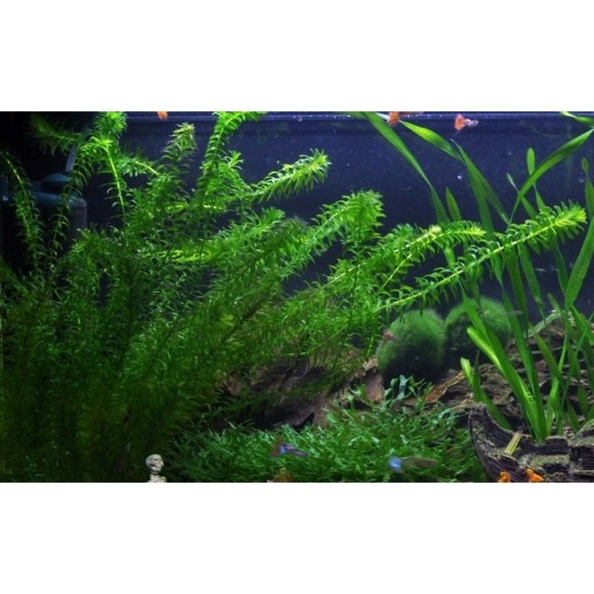 Grand choix de pinces pour plantes d'aquarium : achetez en ligne