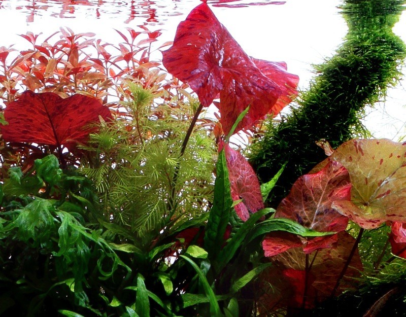 1 x Plante à bulbe vivante pour aquarium – Nymphaea Lotus Zenkeri - Tigre  Rouge – Plante tropicale pour aquarium, idéale comme cachette pour poisson  combattant : : Animalerie