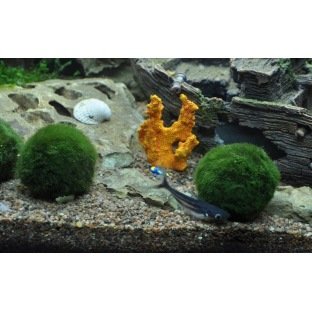 Mousse de Java : astuces et conseils pour embellir votre aquarium