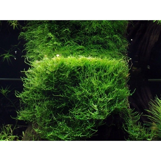 Mousse de java pour aquascaping : La Taxiphyllum Barbieri in vitro