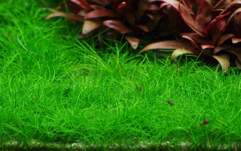 Eleocharis Sp Mini IN VITRO : plante gazonnante pour aquarium