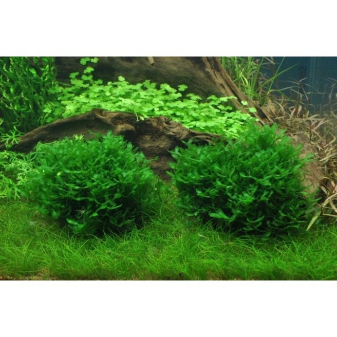 Plante in vitro pour aquarium : Monosolenium Tenerum