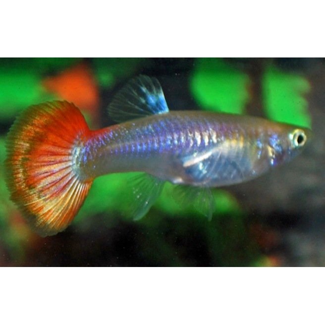 Guppy femelle mix