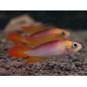 Apistogramma Agassizi Fire Red