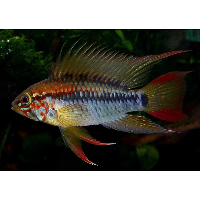 Apisto Mac Masteri