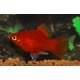 Platy Corail rouge