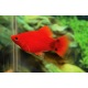 Platy Corail rouge