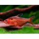 Hyphessobrycon Eques Super Red