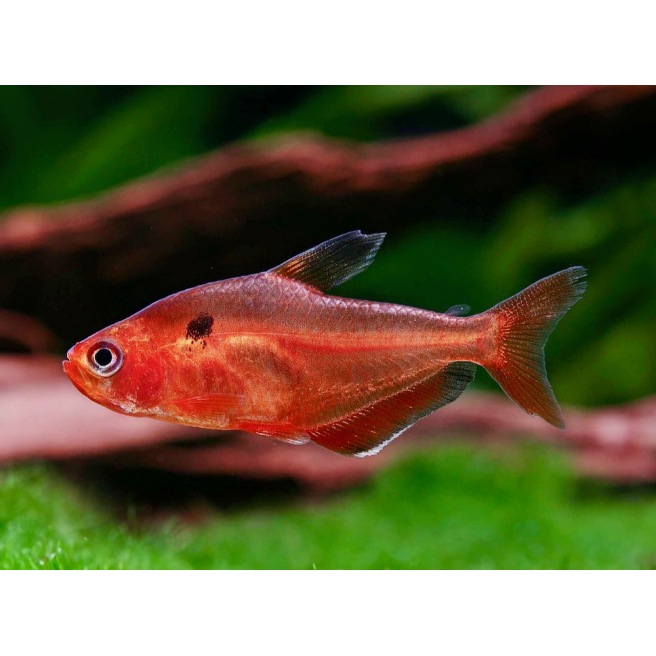 Hyphessobrycon Eques Super Red