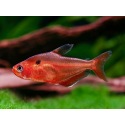 Hyphessobrycon Eques Super Red