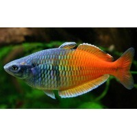 Poissons Deau Froide Et Exotiques Pour Aquariums à Courcelles