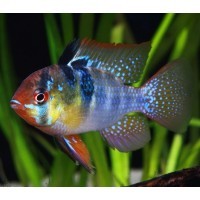 Poissons Deau Froide Et Exotiques Pour Aquariums à Courcelles