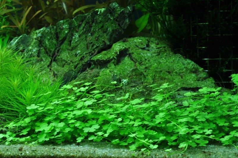 Faire pousser des gazonnantes en graines dans son aquarium – Aquatips
