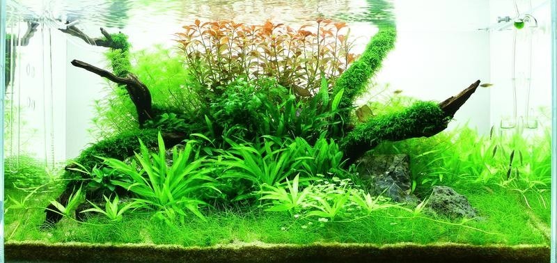 Roches en céramique pour créer un décor d'aquarium en toute simplicité